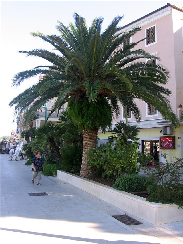 Lošinj7